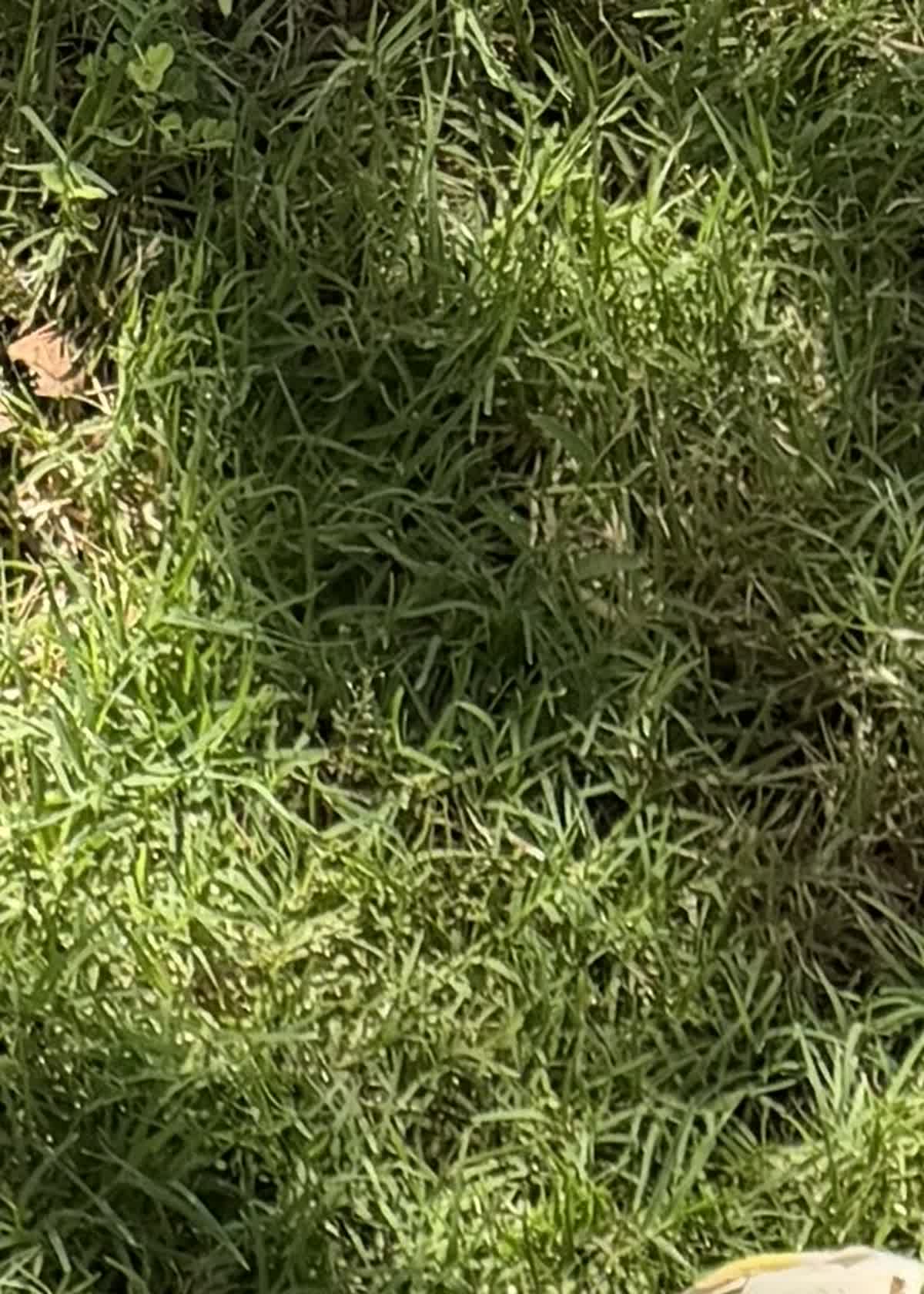 Grass lawn photograph in Basic Tribe Checkmate shirt gallery with no clothing visible